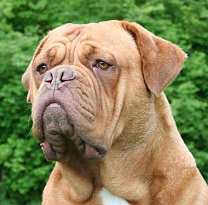 Goozer - 21. maj 2006