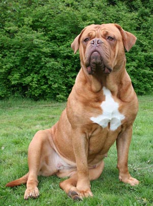 Goozer - 21. maj 2006