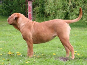 Goozer - 21. maj 2006